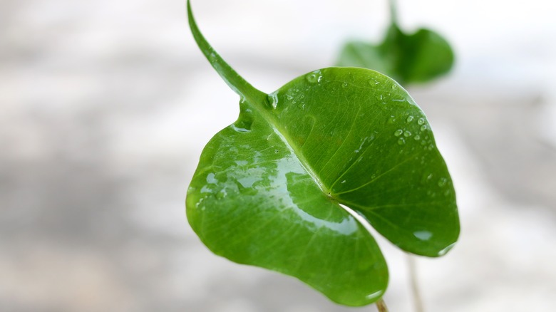 Stingray Alocasia foliage up close