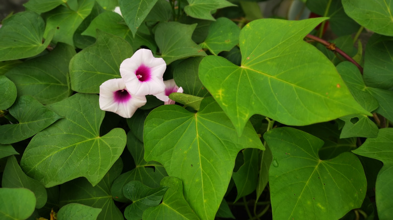 Sweet potato vine in container 