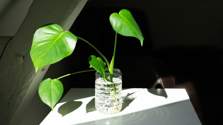 Swiss cheese plant in water