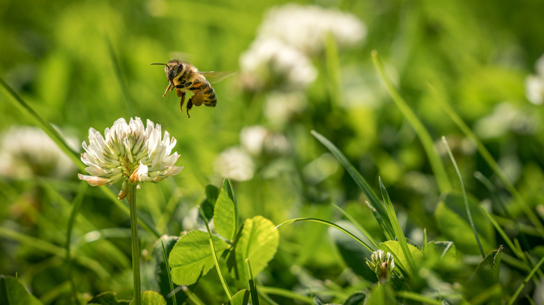Bee hovering over clover flower