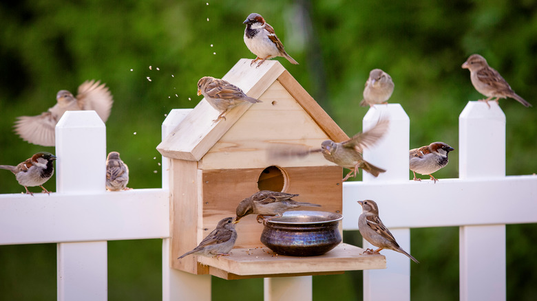 birds feeding around bird house