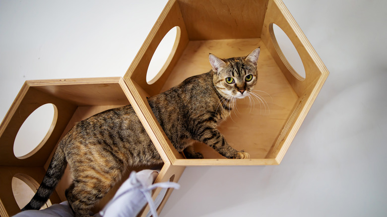 cat in wall-mounted bed