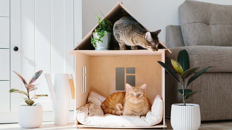 two cats in wooden house