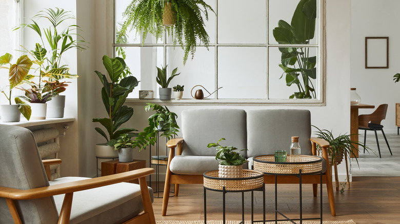 plant living room