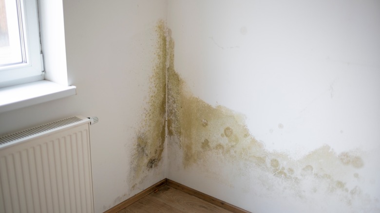 house mold