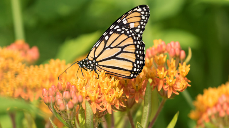 A butterfly rests on butterfly milkweed blooms.