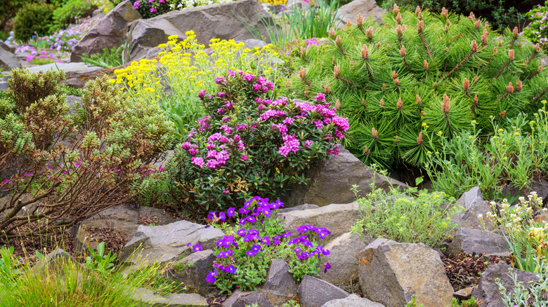 Various flowering plants and grasses thrive in a gravel garden.