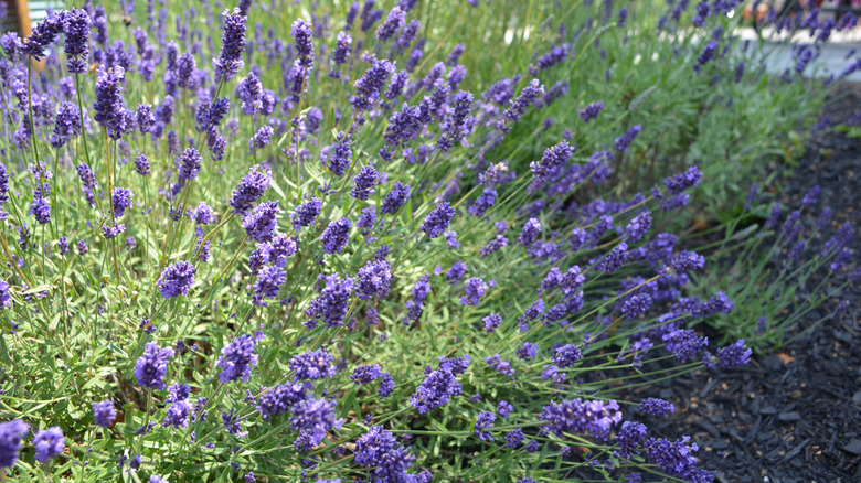 Bunches of purple lavender stalks bloom.