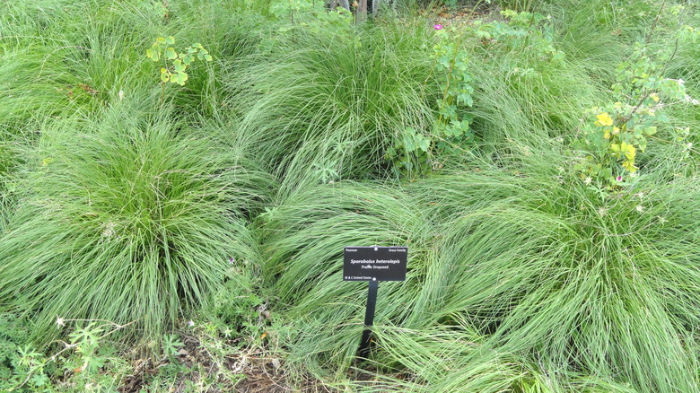 Clumps of prairie dropseed grow in a botanical garden.