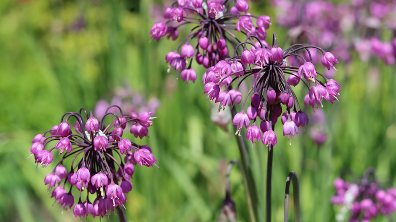 A close-up of purple nodding onion flowers.