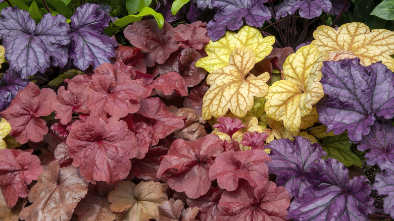 Heuchera foliage is viewed from above.