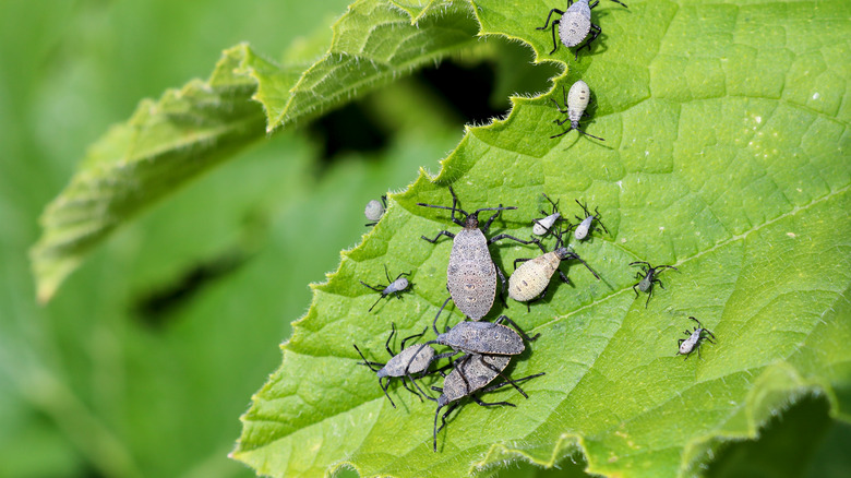 squash bugs