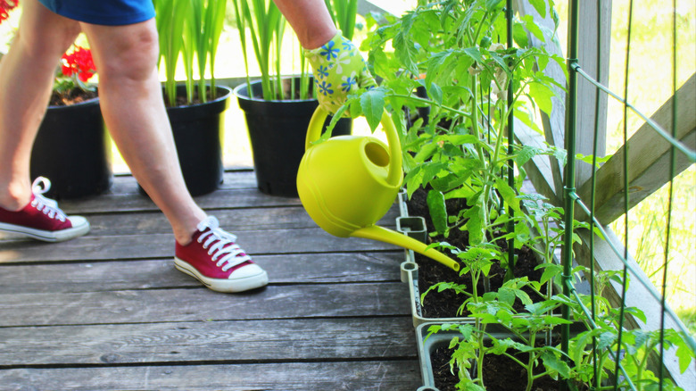 woman watering container plants