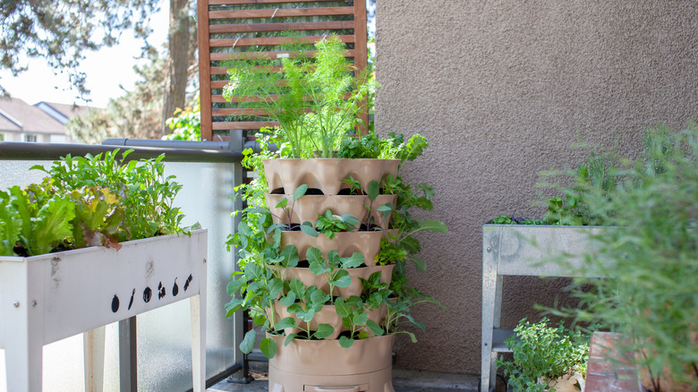 food growing on a balcony