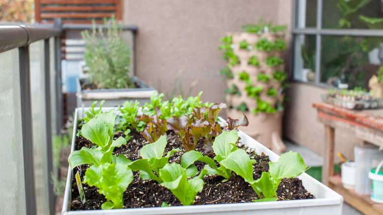 lettuce growing on a balcony