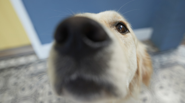 Closeup of a dog's nose