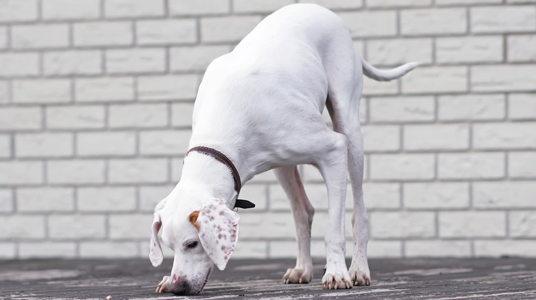 White dog sniffing a wood deck