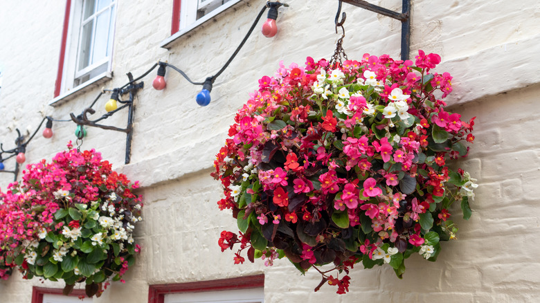 Large begonia hanging baskets