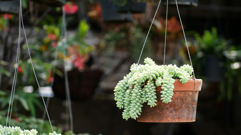 Hanging burro's tail plant