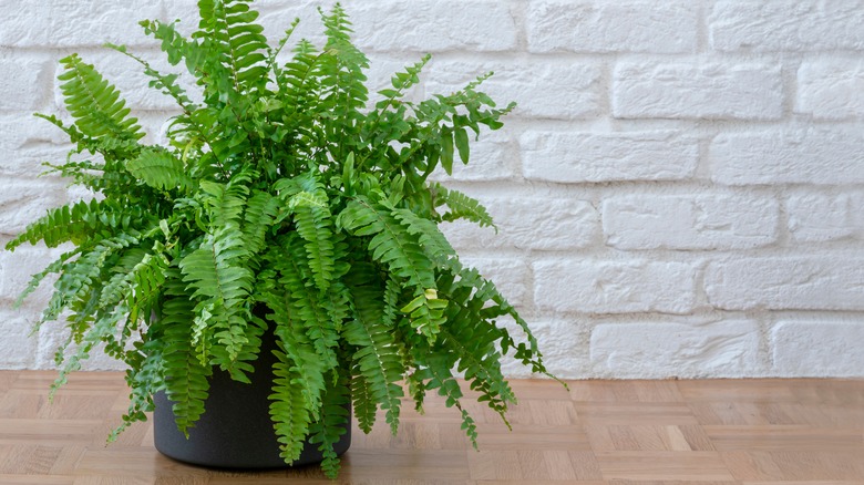 Potted fern plant