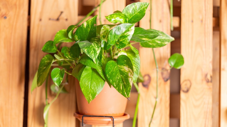 Variegated pothos plant