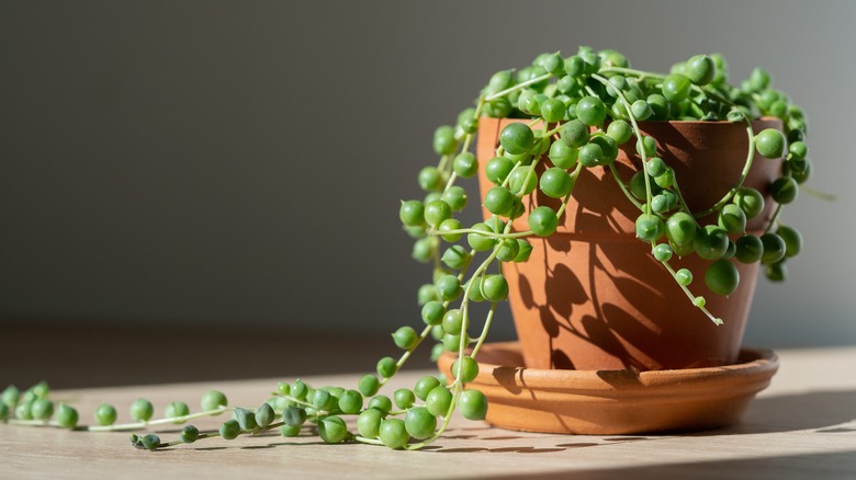 Trailing string of pearls plant