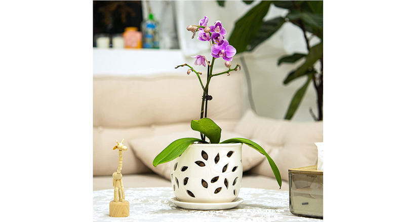 orchid in white planter