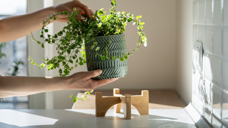 placing planter on stand