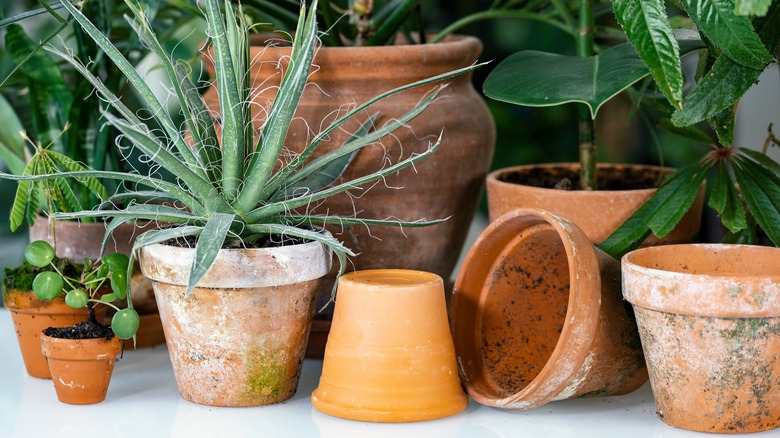 plants in terra cotta pots