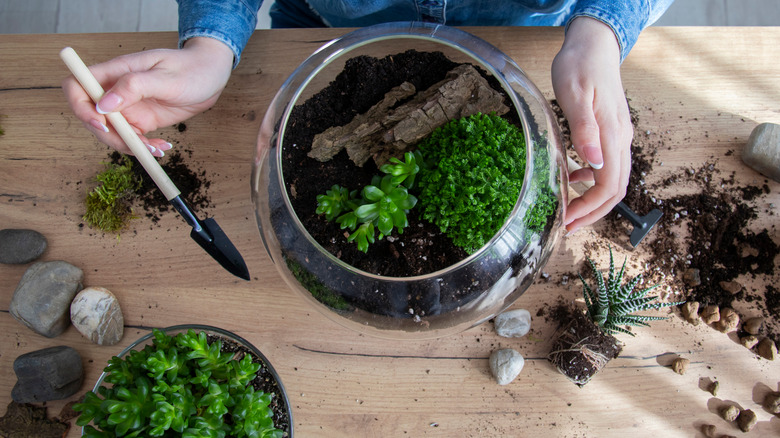 woman making a terrarium