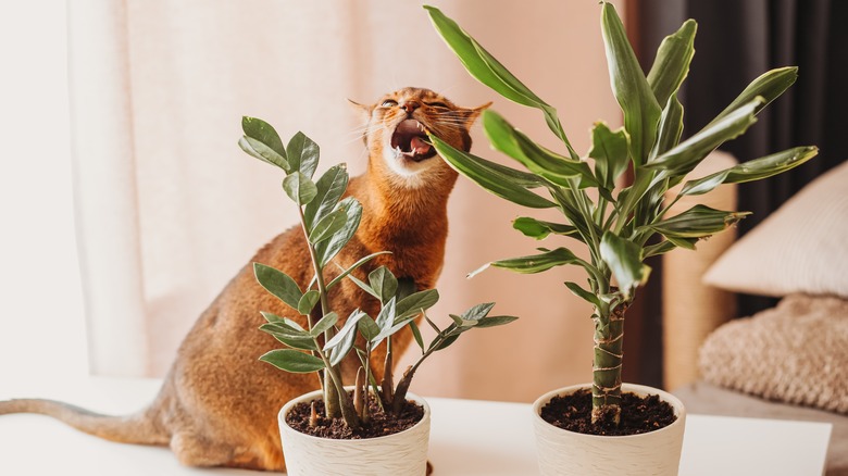 Cat chewing on houseplant