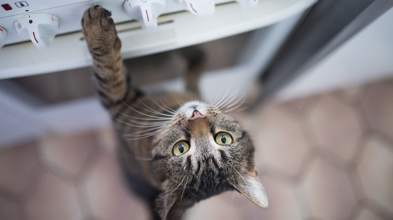 Cat near the stove