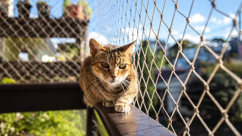 Cat on a balcony