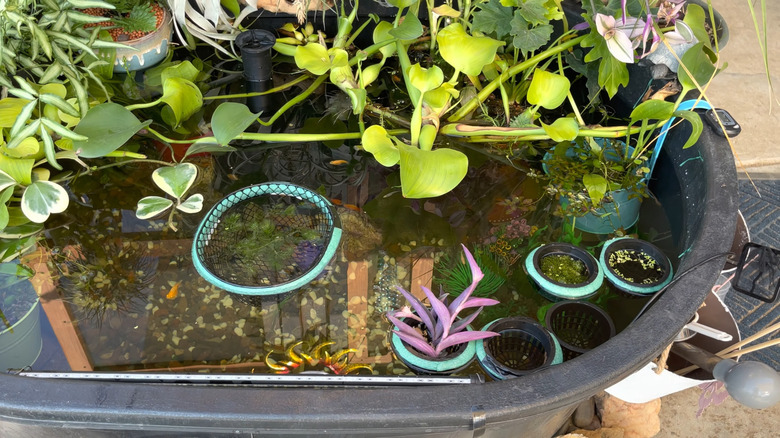 Floating pots in patio pond