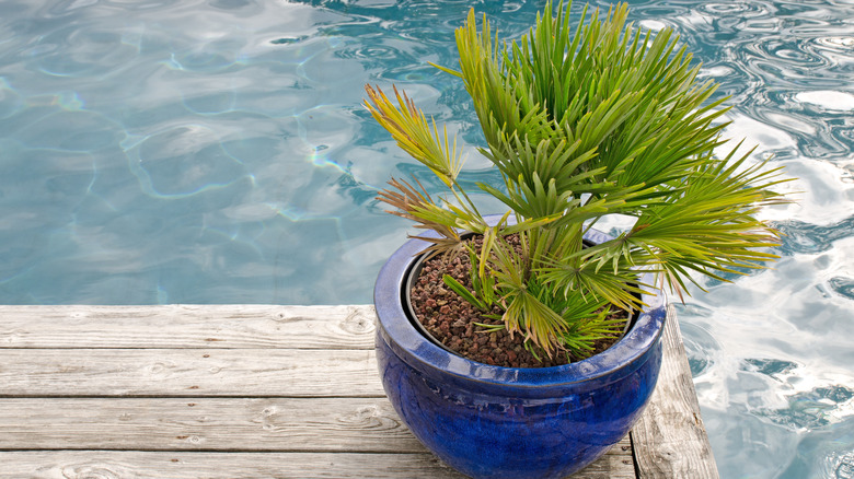 Planter at edge of pool