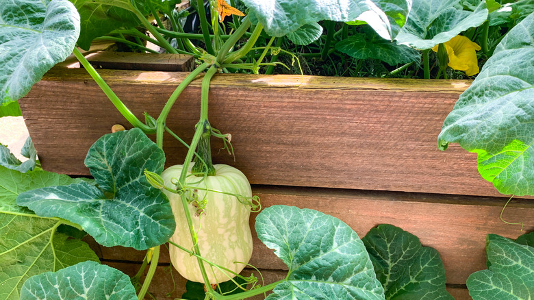 Vine against raised bed edge