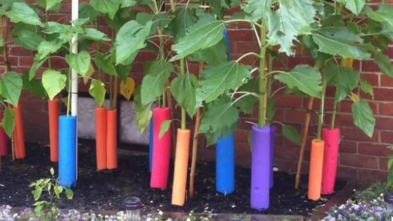 Sunflowers staked with pool noodles