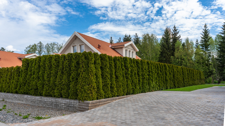 Natural fence on a corner lot