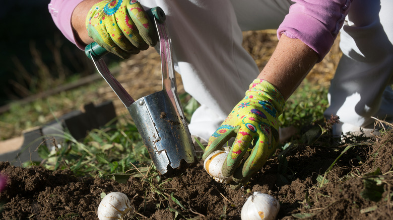 A person uses a short handled bulb planter to plant flowering bulbs in their garden.