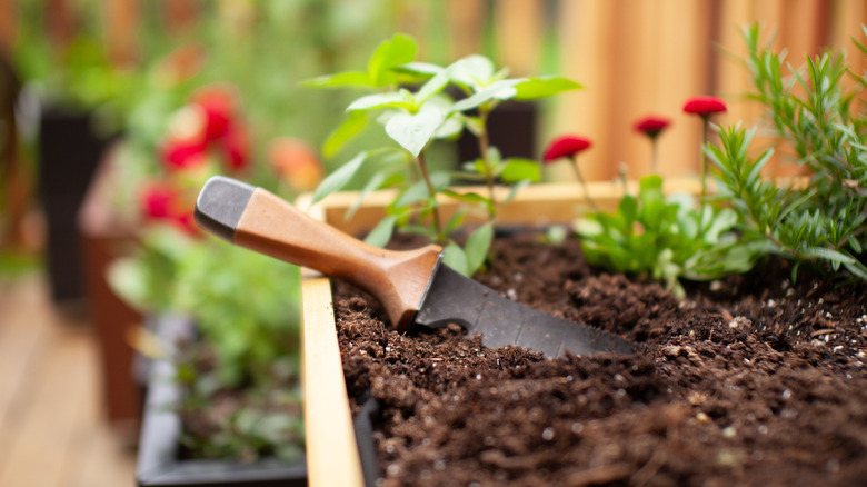 A hori hori knife sits atop the soil in a raised garden bed.