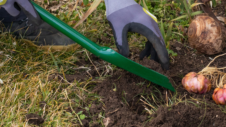 A gardener using a specialized bulb planting trowel.