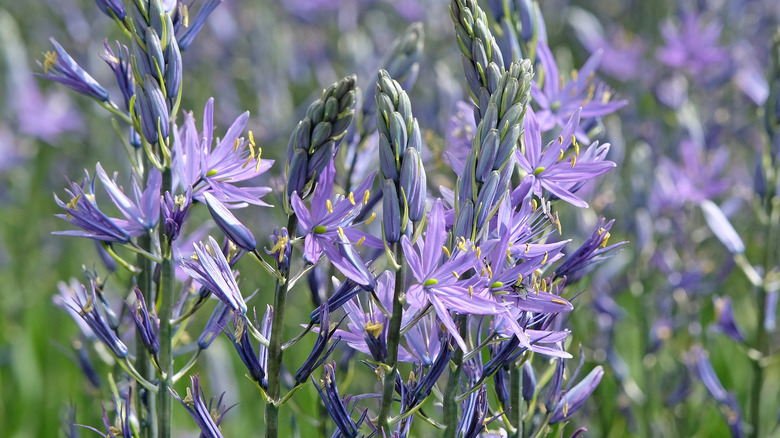 Purple camassia flowers in field