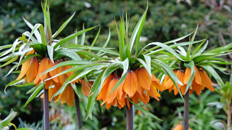 Orange imperial fritillary flowers