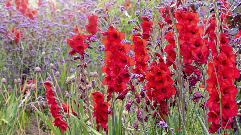 Red gladioli with wildflowers in a field