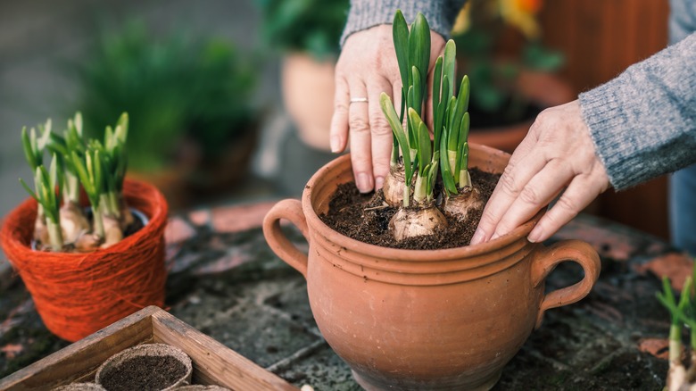 Woman planting bulbs in a container