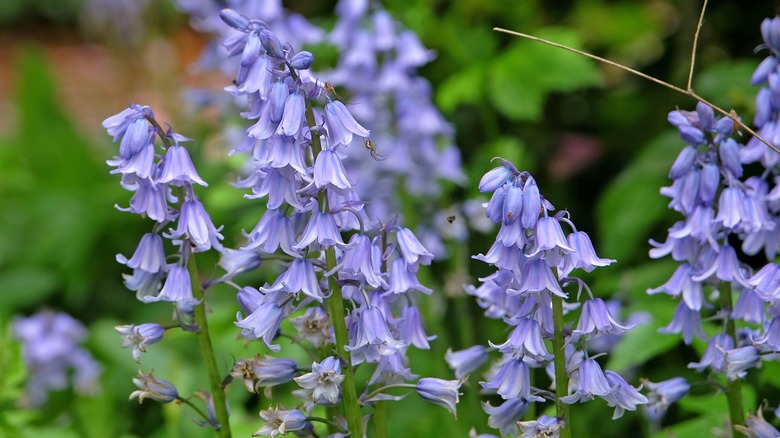 Periwinkle Spanish bluebell flowers