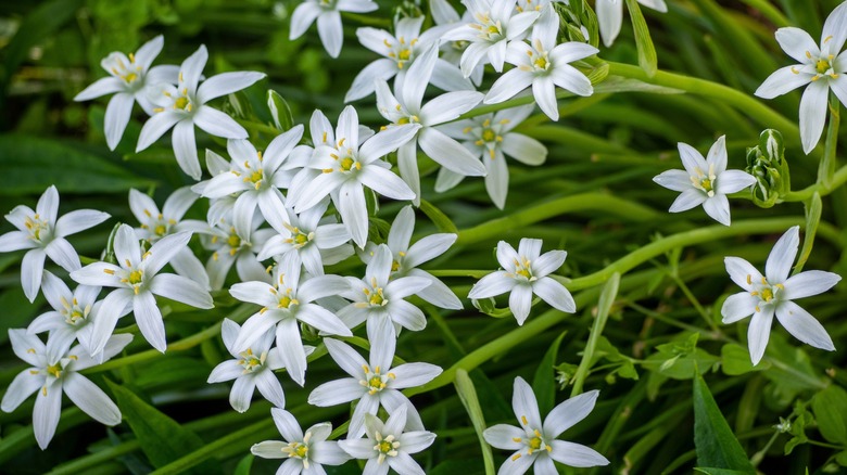 White star of Bethlehem flowers