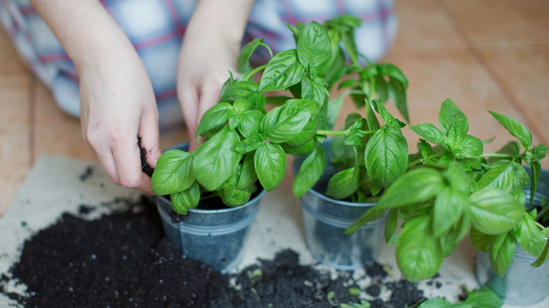 potting fresh basil plant