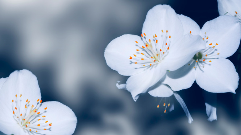 a jasmine flower