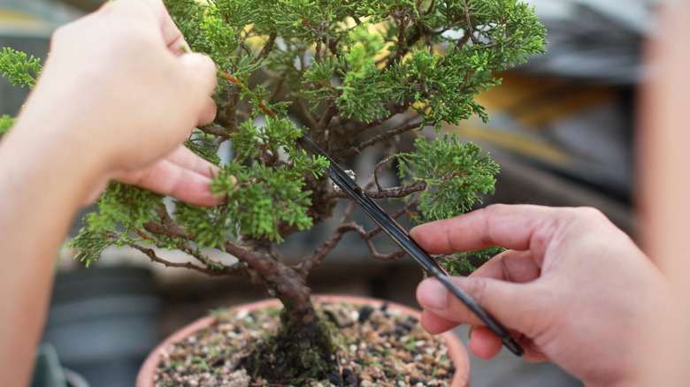 trimming a juniper bonsai